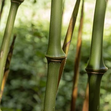 Chimonobambusa tumidissinoda Macrophylla - Bambù