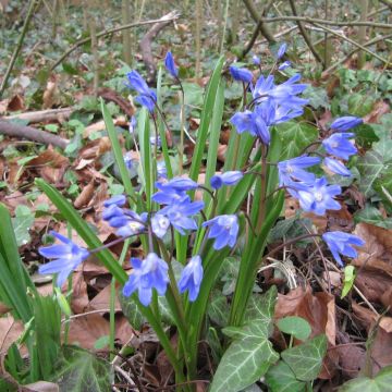 Chionodoxa forbesii - Gloria della Neve