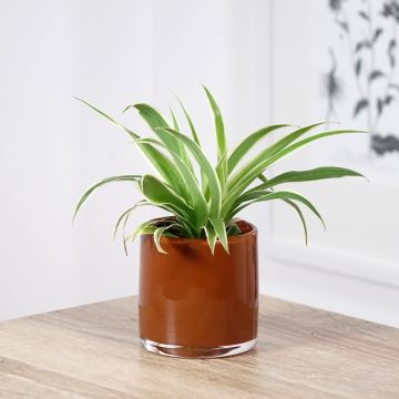 Chlorophytum Irish