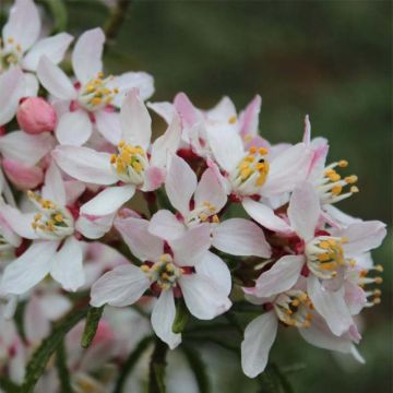 Choisya ternata Apple Blossom - Arancio messicano