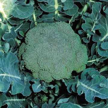 Cavolo broccolo Marathon F1