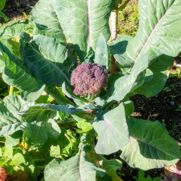 Cavolo broccolo Red Arrow