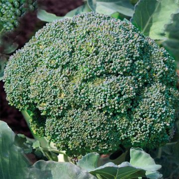 Cavolo broccolo Verdia F1