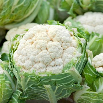 Cavolfiore Extra-Hâtif d'Angers NT - Ferme de Sainte Marthe