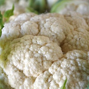 Cavolfiore d'Erfurt Boule de Neige