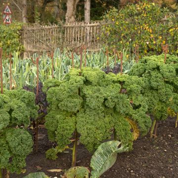 Cavolo riccio Dwarf Green Curled