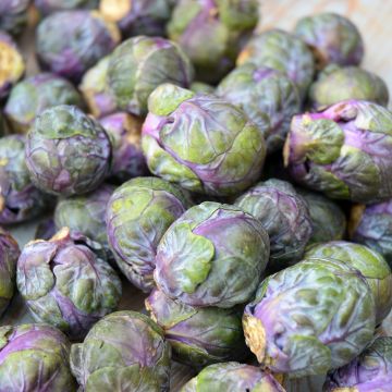 Cavolini di Bruxelles Rubine