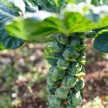 Cavolini di Bruxelles Trafalgar F1