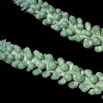 Cavolini di Bruxelles Veraline