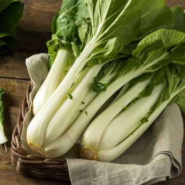 Cavolo cinese de Chine Pak Choi Taisai