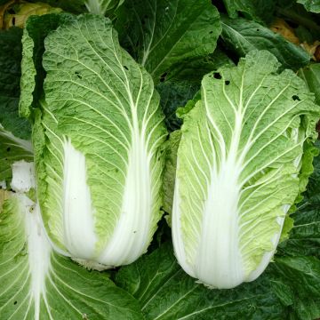 Cavolo cinese Pe Tsaï