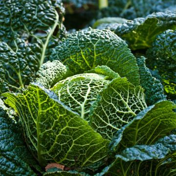 Cavolo verza Marner Grufewi Bio