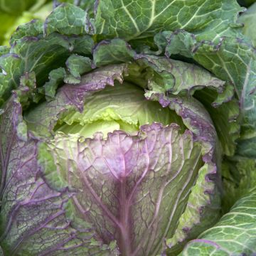 Cavolo verza de Pontoise