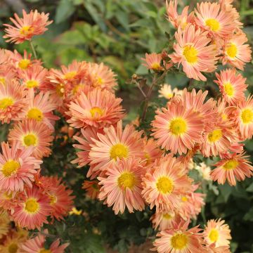 Chrysanthemum Cottage Apricot - Crisantemo
