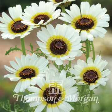 Chrysanthemum carinatum Polar Star - Crisantemo