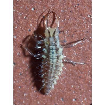 Chrysope Biotop contro gli afidi sulle piante basse