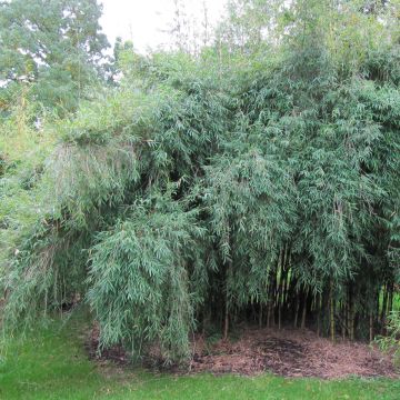 Chusquea culeou - Bambù