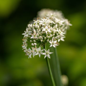 Aglio cinese - Allium ramosum