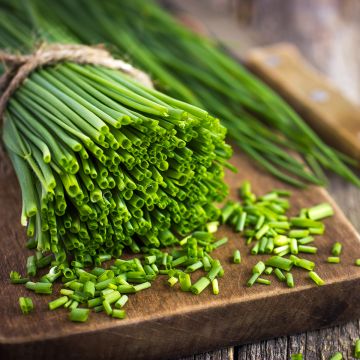 Erba cipollina Appétits