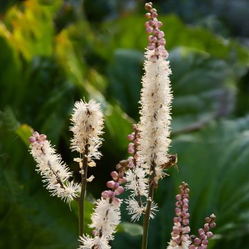 Actaea japonica - Cimicifuga