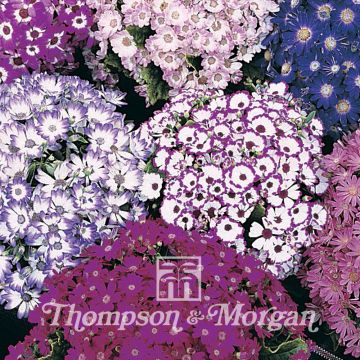 Pericallis Dwarf British Beauty Mixed