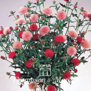Cirsium japonicum Pink and Rose Beauty - Cardo