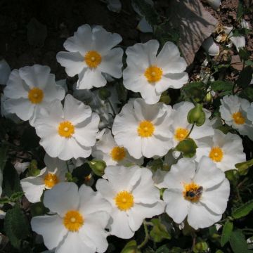 Cistus corbariensis - Cisto