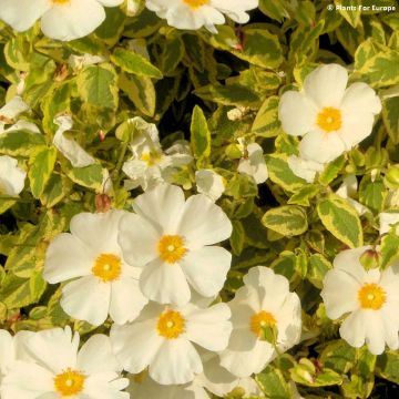 Cistus corbariensis Little Miss Sunshine - Cisto