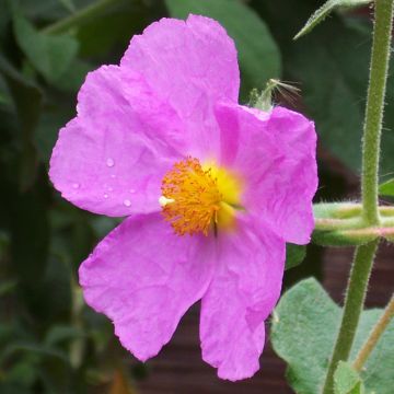 Cistus creticus - Cisto di Creta