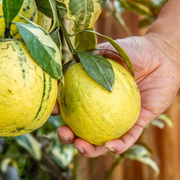 Limone variegato - Citrus limon variegata