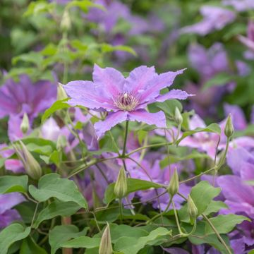 Clématite - Clematis Tumaini