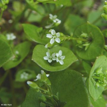 Claytonia perfoliata (piante) - Claytonia