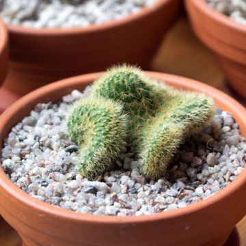 Cactus - Cleistocactus winteri f. cristata