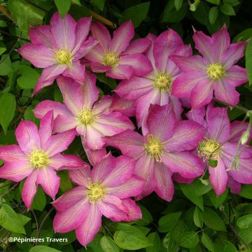 Clematis Asao - Clematide
