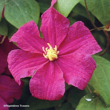 Clematis Barbara Harrington - Clematide