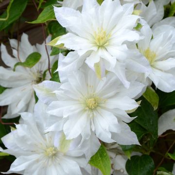 Clematis First Love - Clematide