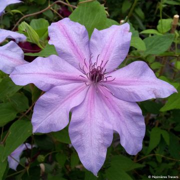 Clematis Moonflet Evipo046 - Clematide