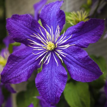 Clematis Rhapsody - Clematide