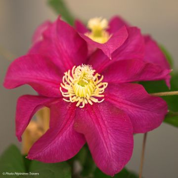 Clematis SUCCESS Magenta - Clematide
