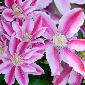 Clematis Sugar Candy - Clematide