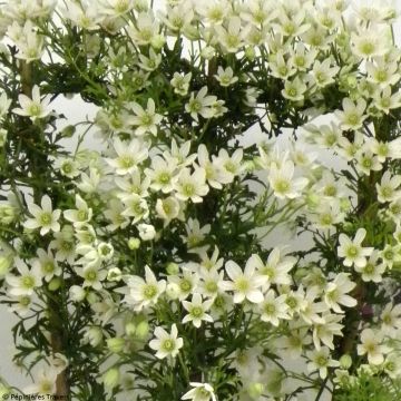 Clematis Tai Yang - Clematide