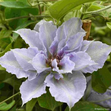 Clematis Tranquilite - Clematide
