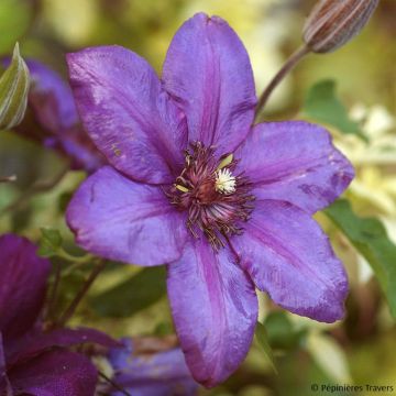 Clematis Versailles - Clematide