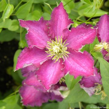 Clematis Whoopi - Clematide
