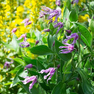 Clematis integrifolia Jessica - Clematide
