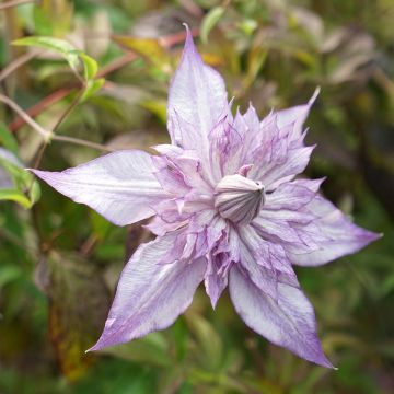 Clematis Lady Kyoko - Clematide