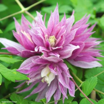 Clematis macropetala Purple Dream - Clematide