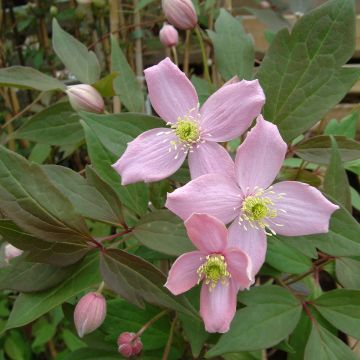 Clematis montana Fragrant Spring - Clematide