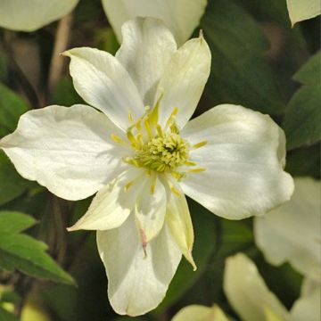 Clematis Morning Yellow - Clematide