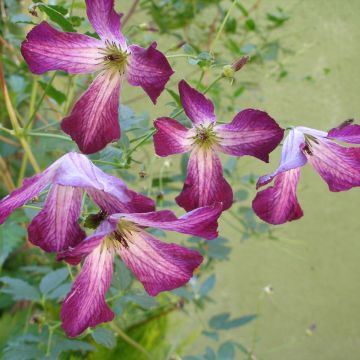 Clematis viticella Walemburg - Clematide